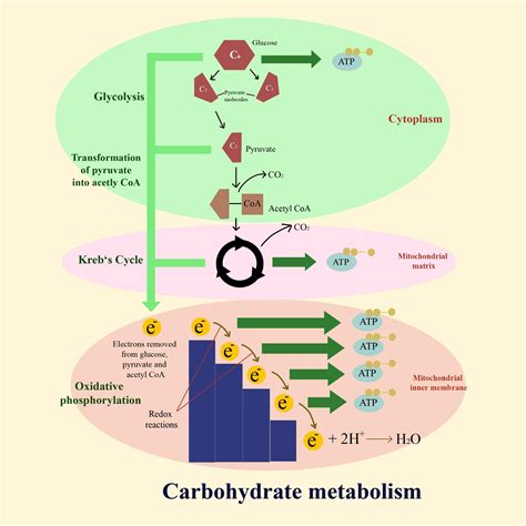 糖解途徑口訣|醣類代謝(Carbohydrate metabolism)